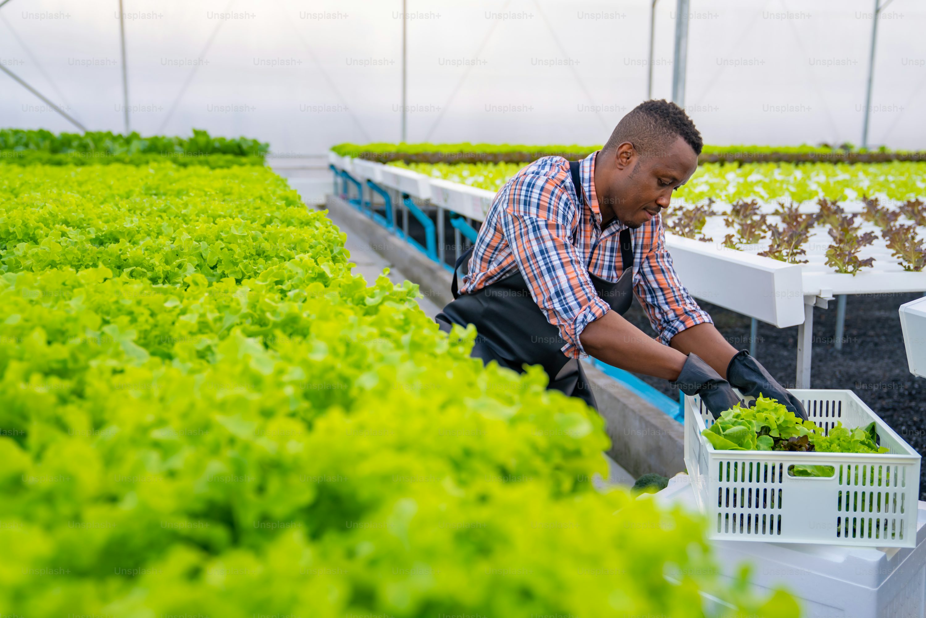 Kinyinya Farm - 2