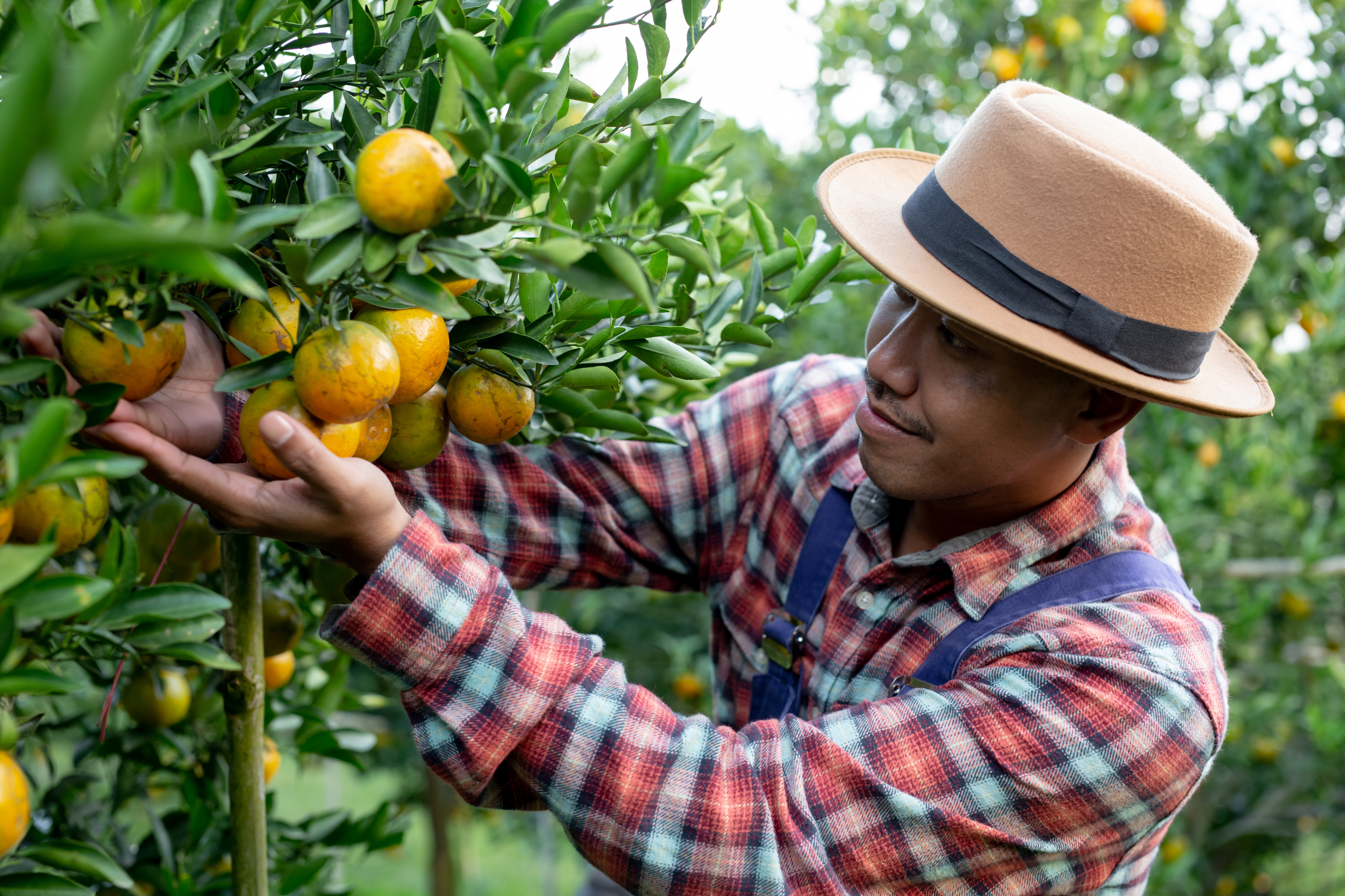 Musanze Farm - 4